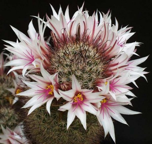 Mammillaria_fraileana